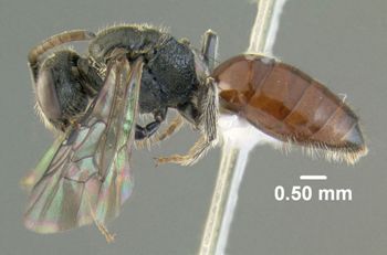 Media type: image;   Entomology 610765 Aspect: habitus lateral view